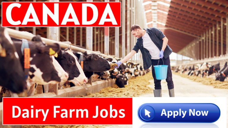 Dairy Farm Jobs in Canada